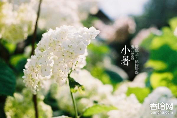 【佛山看片APP陶瓷】伏天至，热浪滚-小暑